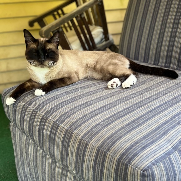 Kitty Kisses from Koda - Picture 3 of 8